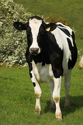 Dairy Cow